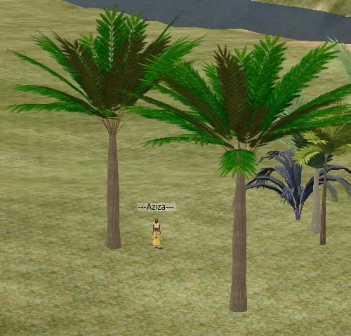 Royal Palms.JPG
