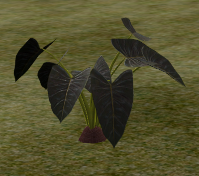 A gargantuan taro plant