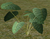 Ripple-Leaf Lily