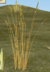 Golden Pampas Grass