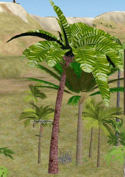 Homesteader Palm.jpg