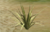 Spiky Yucca