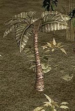 Palmier à feuilles larges