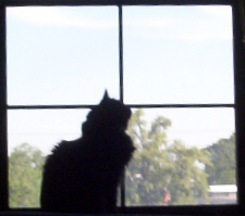 Windowcat.jpg