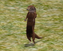 Otter