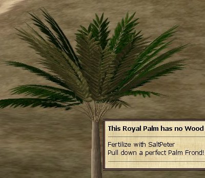 Palmfrond.jpg