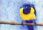 Blue head bird.jpg