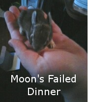Moonsdinnerfoiled.png