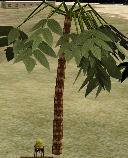 Umbrella palm.jpg
