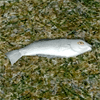 GrilledFish.png