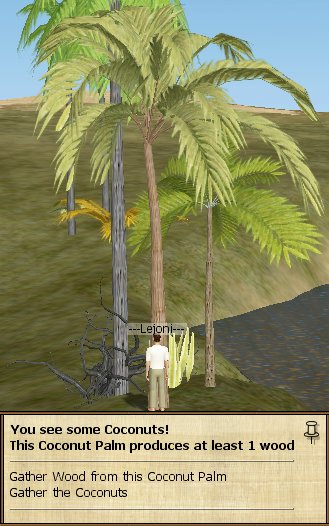 Coconut Palm.jpg