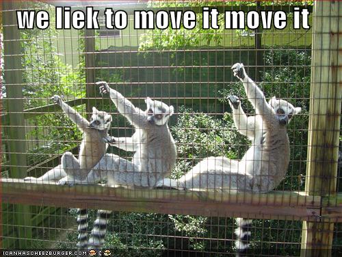 Funny-pictures-dancing-lemurs.jpg