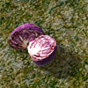 GrilledCabbage.png