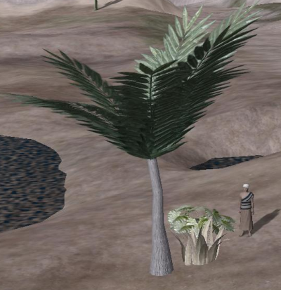 Stoutpalm.png