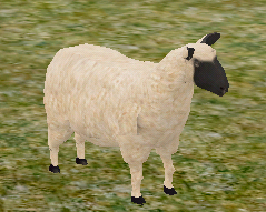 Male sheep.png
