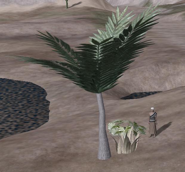 Stoutpalm.JPG