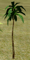 TinyOilPalm.png