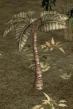 Broad Leaf Palm