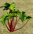 Crimson lettuce.jpg