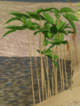 Bamboo.png