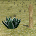 Houseleek.gif