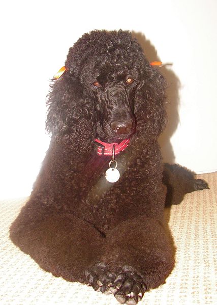 File:Cassie.jpg