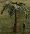 BroadleafPalm.png