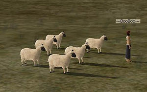 Sheeps.jpg