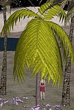 Date Palm