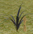 Maybesugarcane.png