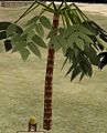 Umbrella palm.jpg