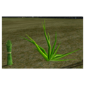 Aloe.png