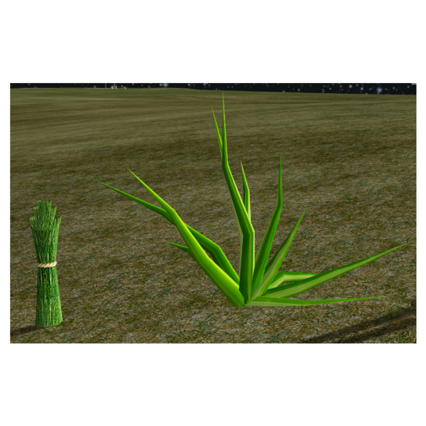File:Aloe.png