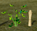 Padma herb.png