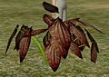 ShrubbyBasil.jpg