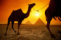 Camel.jpg