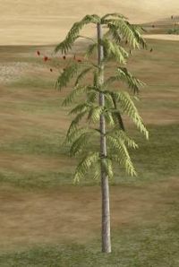 Locust palm.JPG