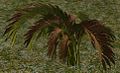 Foraging multi fern green red 1.jpg