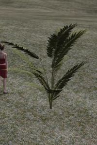 Miniature fern palm.JPG