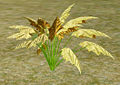 Unknown-herb.jpg