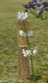 Motherwort.png