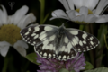 Marbled White.png