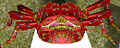 Ari HeadSymbol.jpg