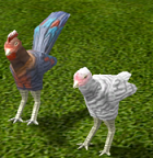 Poulets.png