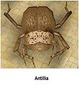 Antillia.jpg