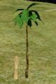 Tiny Oil Palm.png