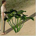 Thumbnail for version as of 16:48, 8 August 2010