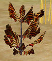 Buckler leaf.jpg