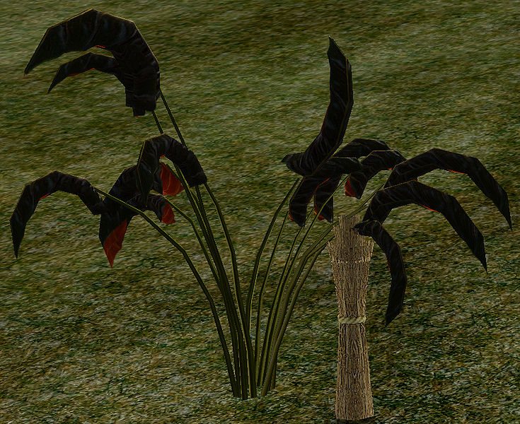 File:UnknownPlant.jpg