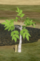 Folded Birch.png